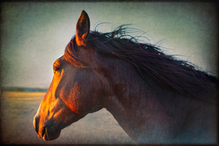 Armour Ranch Road-1