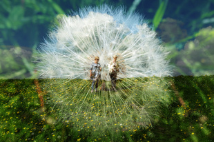 walking thru the Dandelion