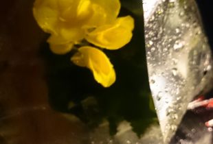 ONE YELLOW PETUNIA