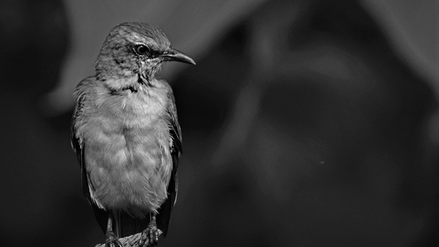 Angry Bird
