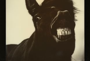 Portrait of a Horse