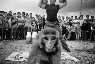 monkey