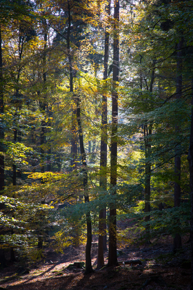 AMONGST GIANTS 1