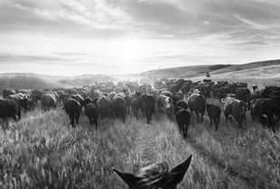 Riding Drag on the Brunsch Ranch   ©Jean Laughton