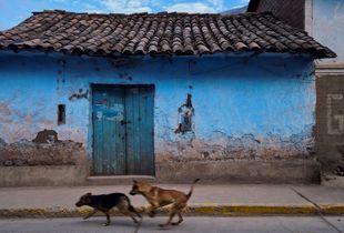 Street dogs, Calca, Peru