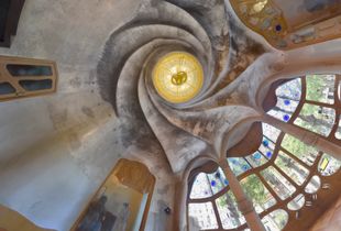 the tree of life