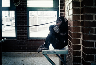 Chimpanzee