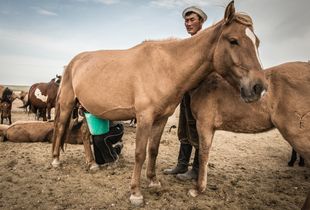 Milking of a horse