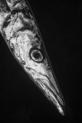 barracuda