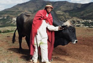Lehlo Honolo