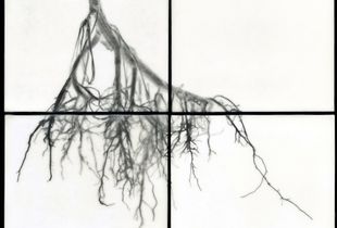 Root III, 2011                                              32"h x 32"w x 1.5"d                                         archival pigment prints & encaustic on panels  © Christa Bowden