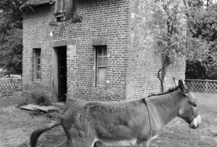 Peeing Donkey