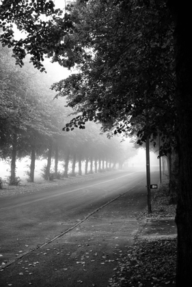 1.  Line of Linden trees