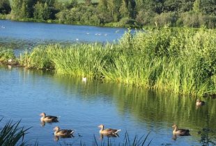 Summer at the lake