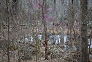 the pink tree, (I)