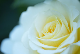 White Rose