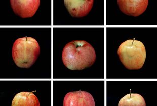 Genetic Traits (Lot 4135), 2003, chromogenic prints, Edition of 3 © Cynthia Greig