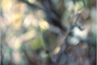 In a Landscape #1