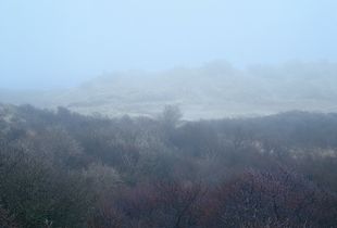 Dune