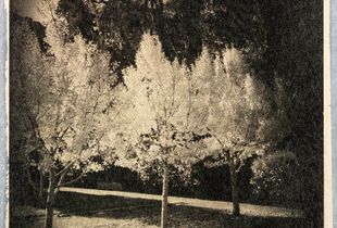 Museum Trees