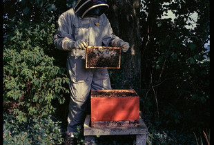 Dad and the Bees