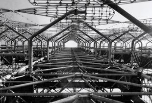 Russian Woodpecker.