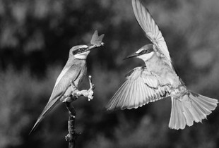 Request for landing