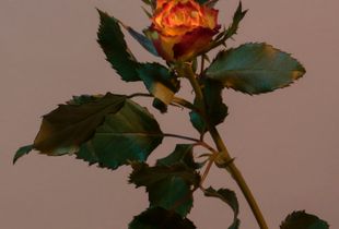 Untitled Plant Portrait (Rose)