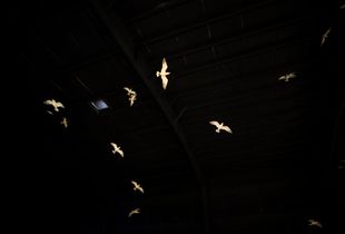 Gulls