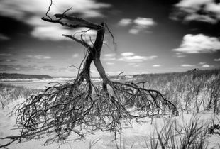 Up-Rooted