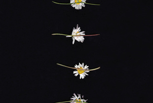 Loves me, loves me not- 1/6