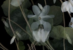 Cyclamen Op. 2