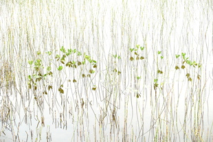 Inspirational Marsh