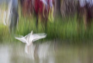 Bird in Flight
