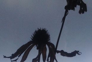 winterbloom - echinacia  (double)