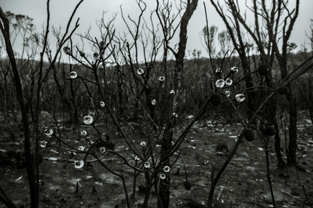 Life in ashes