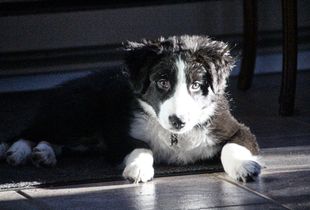 Early riser