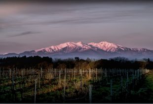 The Alberes from Vineyard