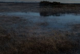 The pond