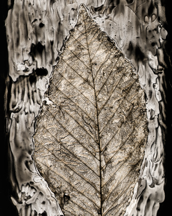 Leaf Cut #26, beech, 2018