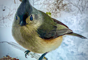 Birdface