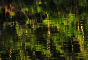 Quase verde: amazonas