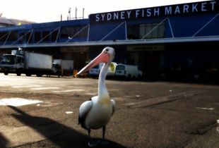 Fish Market