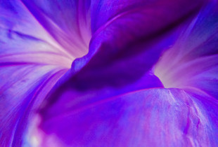 Swirls(Morning Glory)