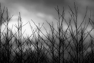 BranchStract