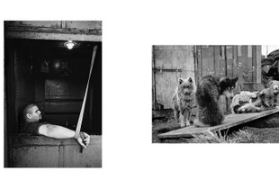 Elevator operator / Chukchi sled dogs on a chain