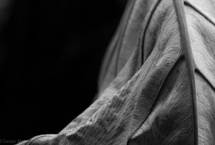 © Carolyn Meltzer