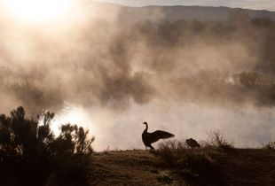 Misty Morning