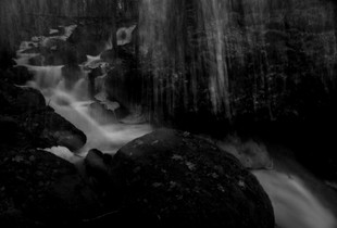 Forest flow