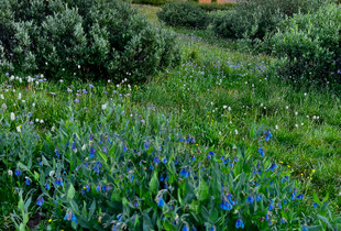 Bluebells, West Gunsight Peak (13,103'); Henry's Fork Basin